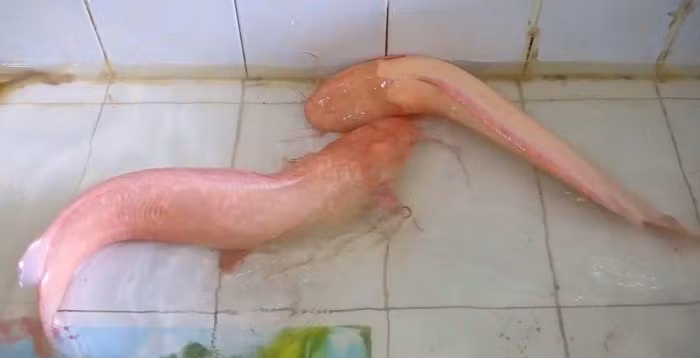 Cặp cá trê hồng thuộc sở hữu của thầy giáo Lê Gia Bình (47 tuổi, TP HCM) nặng hơn 10kg được trả giá tới 5 triệu đồng/con. Ảnh: Người đưa tin.