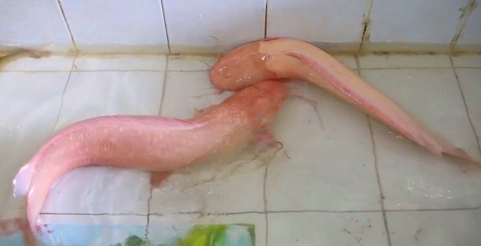 Cặp cá trê hồng thuộc sở hữu của thầy giáo Lê Gia Bình (47 tuổi, TP HCM) nặng hơn 10kg được trả giá tới 5 triệu đồng/con. Ảnh: Người đưa tin.