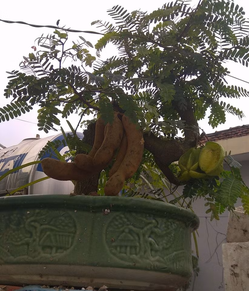 Bonsai me - khế siêu lạ mắt. Ảnh: FB Phòng cháy chữa cháy.