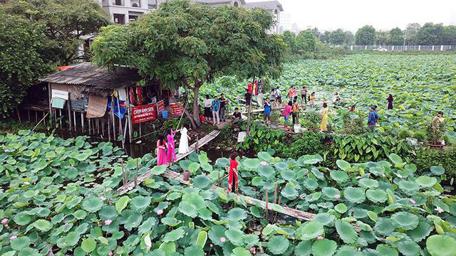 Từ cuối tháng 5 hàng năm, khi mùa sen bắt đầu nở, khu vực đầm sen Hồ Tây lại trở nên nhộn nhịp với nhiều dịch vụ chụp ảnh. Ảnh: Tiền phong.