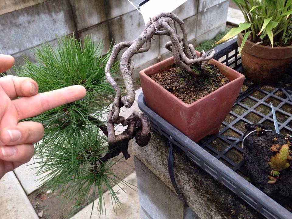 Dáng thác đổ siêu lạ mắt. Ảnh: FB Bonsai Cường.