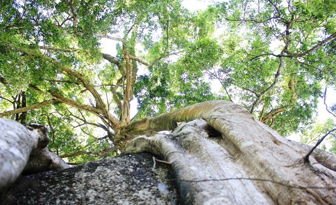 Sau khi được phát hiện, giới săn cây cảnh đã tìm đến để mua với giá hàng tỷ đồng nhưng người dân ở đây không bán. Ảnh: Zing.