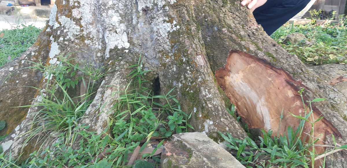 Có những cây quế cổ thụ, to bằng cả người ôm, rêu phủ đầy bán với giá hàng trăm triệu đồng. Ảnh: Dân Việt.