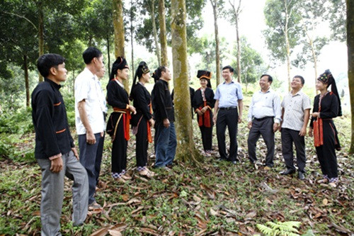 Cây quế Văn Yên mang lại nguồn thu nhập lớn cho người trồng bởi vỏ, gỗ, lá, gốc rễ đều có giá trị sử dụng. Ảnh: Baoyenbai.