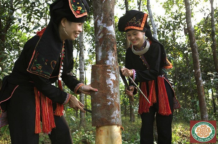 Mỗi năm, cây quế cho hai lần thu hoạch. Vụ đầu năm từ tháng 3-5 và vụ cuối năm từ tháng 8-10. Ảnh: Cayqueyenbai.