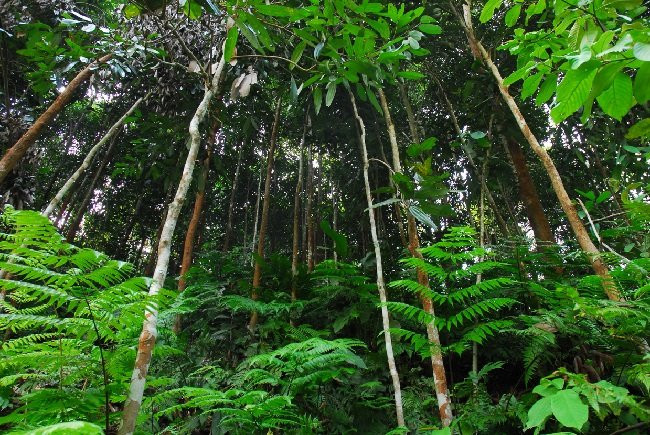 Quế được gieo trồng vào tháng 1, 2 âm lịch (mùa xuân) do thời tiết rất phù hợp với sự phát triển của cây con. Ảnh: Sanvatquehuong.