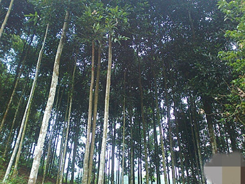 Huyện Văn Yên được coi là thủ phủ cây quế của tỉnh Yên Bái. Nhiều năm qua, cây quế đã giúp người dân nơi đây có thu nhập ổn định. Ảnh: Quevanyen.