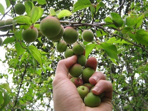 Vào mùa thu hoạch, các gia đình phải có ngủ lại trên nương, đồi vừa chăm sóc vừa theo dõi từng gốc mận để thu hái đúng thời điểm. Ảnh: PYS Travel.