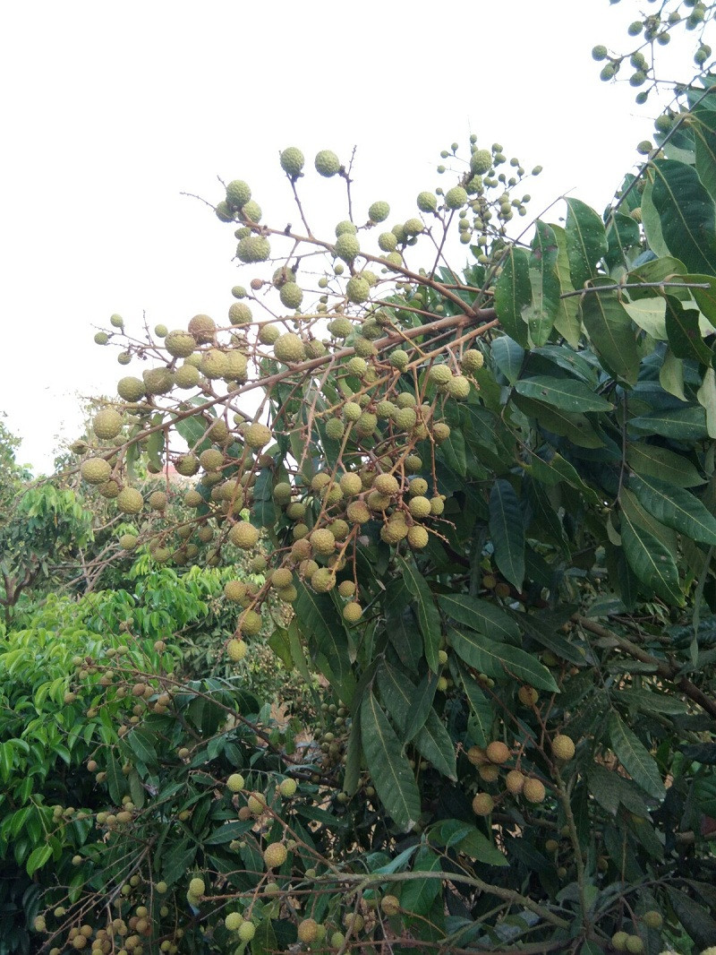 Trong đó, huyện Khoái Châu có khoảng 1.600 ha nhãn đã cho thu hoạch hàng năm, trong đó chủ yếu là giống nhãn chín muộn, được trồng nhiều ở các xã: Hàm Tử, Bình Minh, Đông Kết, Phùng Hưng.