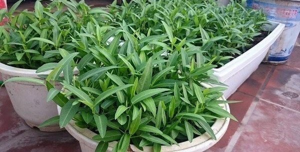  Rau muống cần nắng nên nếu trồng trong chậu, cần đặt chúng ở nơi nhiều nắng giúp rau nhanh lớn, tránh còi cọc. Ảnh: Em đẹp.