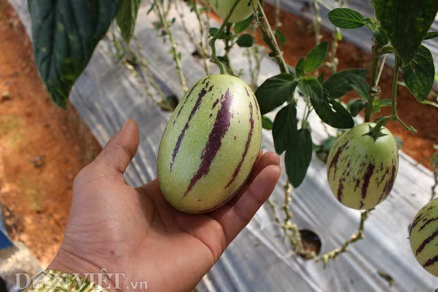 Theo anh Nguyễn Định, pepino là loại dưa mới có vị thanh, lượng đường thấp,... thích hợp cho chế độ ăn giảm cân mang, lại làn da mịn màng cho phụ nữ.