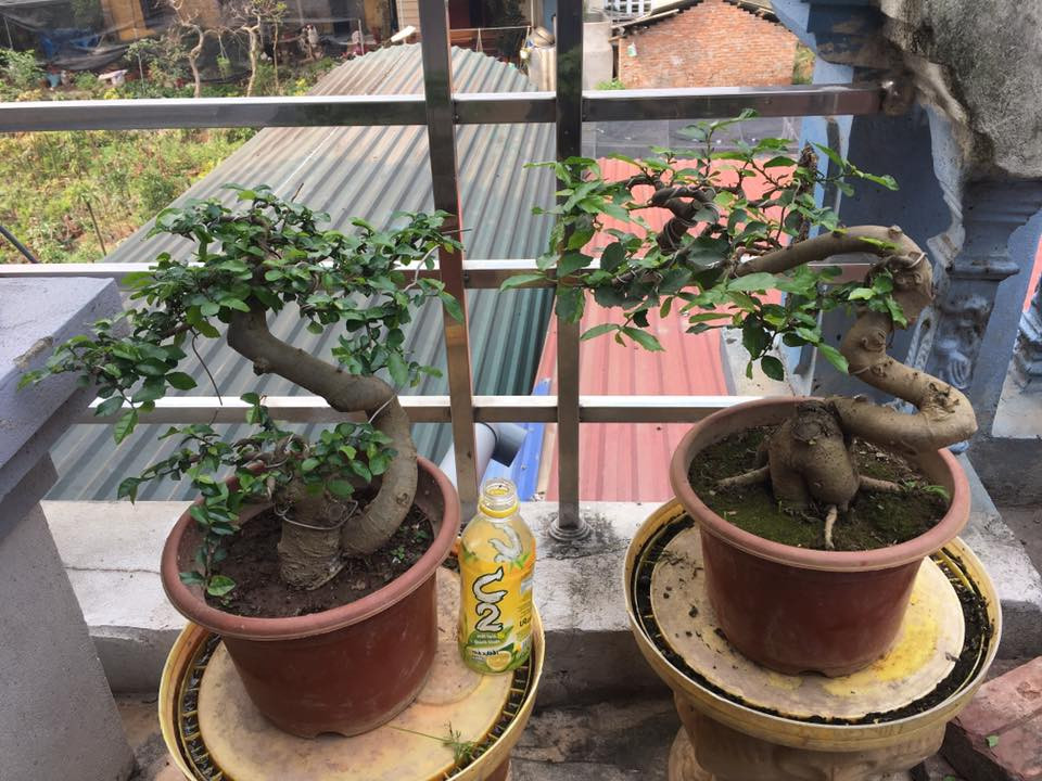 Khi thay lá, duối chỉ còn trơ thân. Đây là thời điểm để các nghệ nhân cây cảnh trổ tài. Ảnh: FB Ban cua Nha nong.