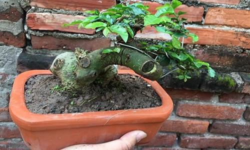  Bonsai duối mini có gốc to, xù xì. Ảnh: FB Ban của nhà nong.