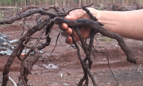 Theo một số thương lái thu mua thì rễ tiêu được dùng như một vị thuốc trong Đông y hoặc dùng như gia vị trong một số món ăn của người Trung Quốc. Ảnh: Thethaoxahoi.
