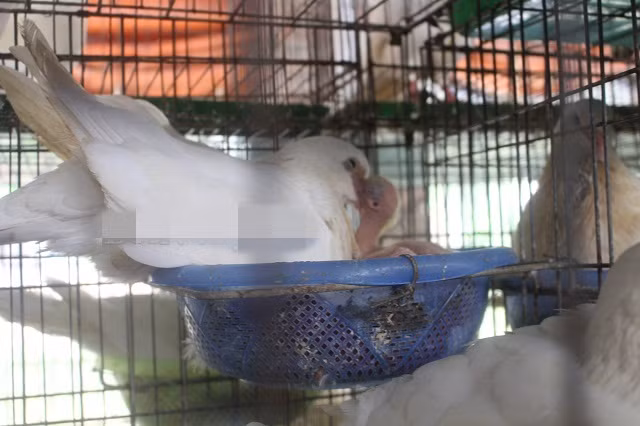 Sau khi mở rộng quy mô chuồng nuôi, đến nay, anh Hùng sở hữu 1.500 cặp chim bố mẹ. Ảnh: Dân Việt.