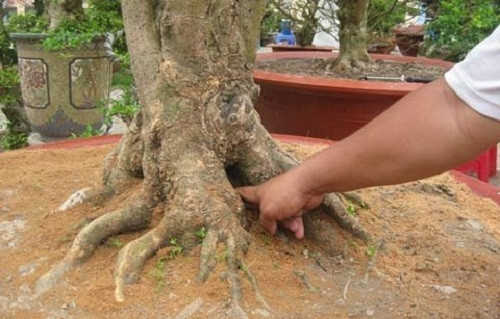 Gốc của cây mai xù xì, cổ thụ. Ảnh: Vietnamnet.