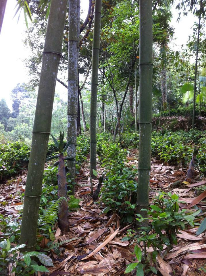 Măng vầu tươi có giá bán lẻ 20.000-30.000 đồng/kg. Ảnh: Baobackan.