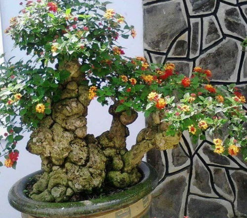 Cây ngũ sắc còn có tên gọi khác là cây bông ổi, trâm ổi, tứ quý hoặc mã anh đơn...Ảnh: Trongcaycontrinh.