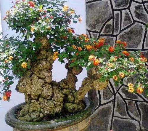 Cây ngũ sắc còn có tên gọi khác là cây bông ổi, trâm ổi, tứ quý hoặc mã anh đơn...Ảnh: Trongcaycontrinh.