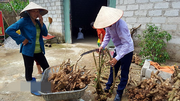 Trung bình, mỗi ngày người dân kiếm được 200.000 - 300.000 đồng, có người kiếm được tới 500.000 - 700.000 đồng. Ảnh: Dân Việt.