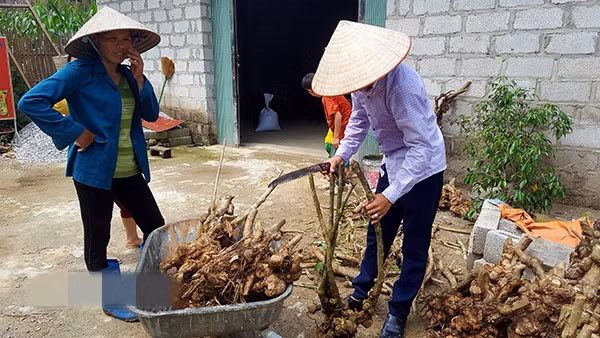 Trung bình, mỗi ngày người dân kiếm được 200.000 - 300.000 đồng, có người kiếm được tới 500.000 - 700.000 đồng. Ảnh: Dân Việt.