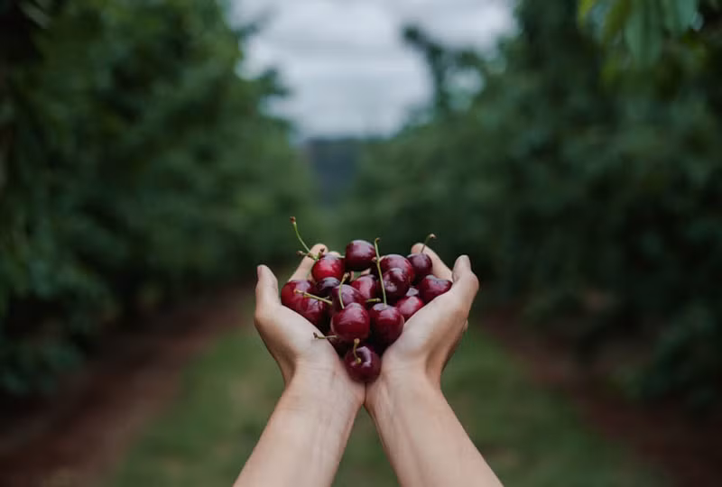 Tại đây, du khách được tận tay hái 15 loại cherry khác nhau. Ảnh: Cherryhill Orchards.