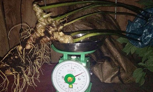 Củ sâm 8 lạng được rao giá 600-700 triệu.
