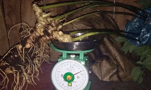 Củ sâm 8 lạng được rao giá 600-700 triệu.