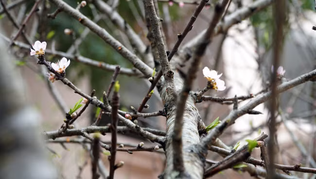 Những cành đào bắt đầu bung nở những cánh hoa đầu tiên.