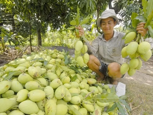 Xoài vào mùa từ tháng 3-5 dương lịch, năng suất trung bình 100kg/cây/năm. Ảnh: Dân Việt.