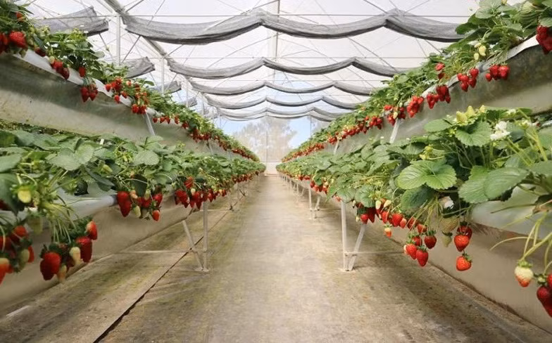 Các giống dâu tây trong vườn được nhập khẩu từ Mỹ. Ảnh: SGGP.