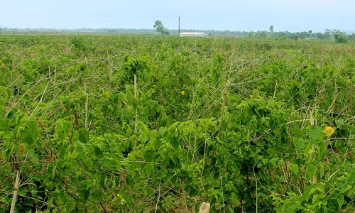 Mùa hoa thiên lý năm nay ở huyện Nam Đàn (Nghệ An) được giá cho thu nhập đến 1 triệu đồng/ngày. Ảnh: Baonghean.