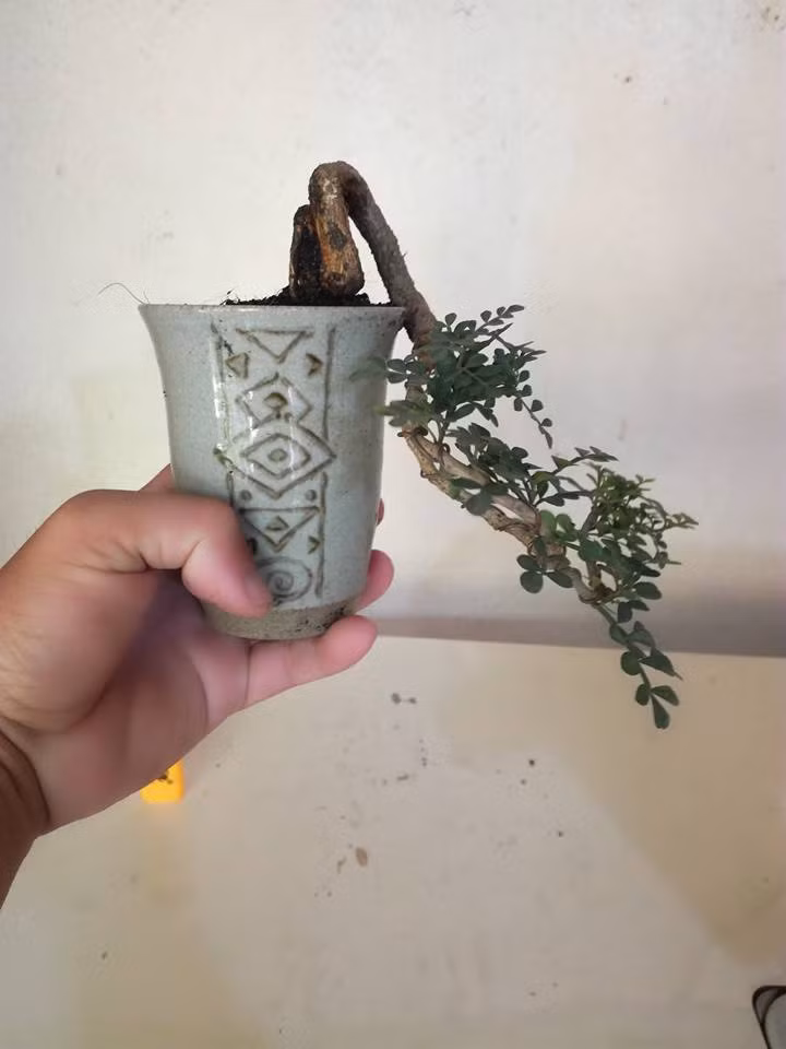 Bonsai sung mini được tạo rất nhiều dáng, thế khác nhau. Trong ảnh là dáng thác đổ siêu độc. Ảnh: FB ‎Xuân Quang.