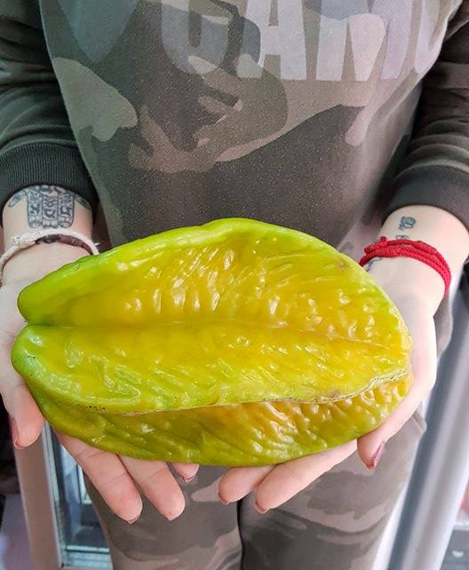 Trung bình mỗi quả khế Đài Loan nặng 250 - 300g, có quả nặng tới 500 - 600g. Ảnh: FB Hoa Quả Ưu Đàm.