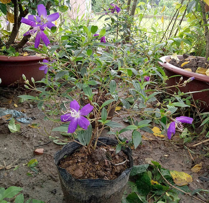 Lá sim hình bầu dục mọc đối, màu xanh đậm. Ảnh: Hongcaycanh.