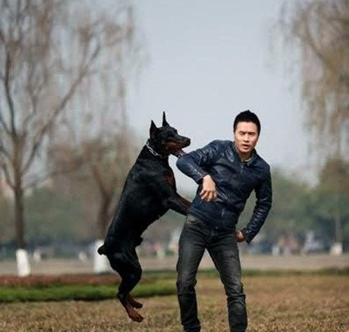 Trang trại chó Doberman của anh Hoàng có quy mô lớn nhất nhì cả nước, giá trị lên đến hàng chục tỷ đồng. Ảnh: VTC.