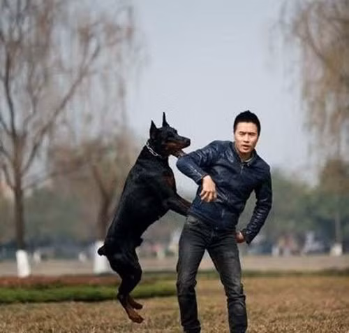 Trang trại chó Doberman của anh Hoàng có quy mô lớn nhất nhì cả nước, giá trị lên đến hàng chục tỷ đồng. Ảnh: VTC.