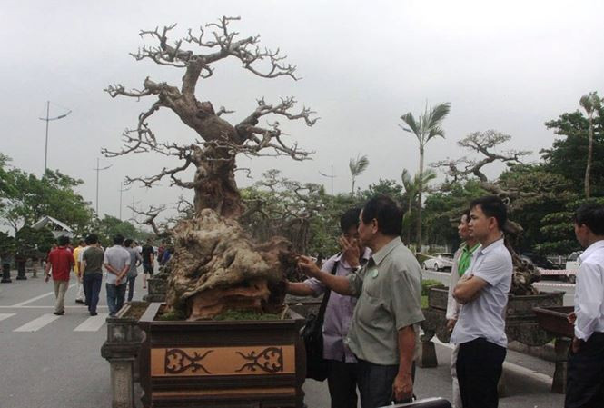 Đây là cây trắc cảnh có tuổi đời tới hàng trăm năm được trưng bày tại triển lãm sinh vật cảnh lớn nhất ở Thủ đô. Ảnh: Vietnamnet.