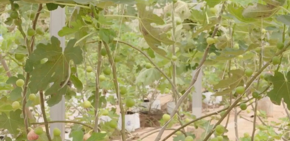 Trồng sung Mỹ trong nhà màng không chỉ bảo vệ trái khỏi sâu bệnh mà còn giúp cây phát triển tốt, năng suất cao hơn. Ảnh: Nongnghiepsach.