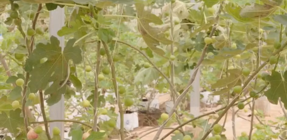 Trồng sung Mỹ trong nhà màng không chỉ bảo vệ trái khỏi sâu bệnh mà còn giúp cây phát triển tốt, năng suất cao hơn. Ảnh: Nongnghiepsach.