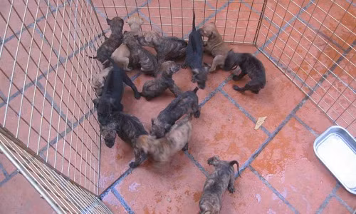 Trong trại chó của anh Thắng có nhiều con đạt giải cao trong các cuộc thi đấu, giá lên tới 50 triệu đồng. Ảnh: FB Trại chó Phú quốc tại Hà nội.