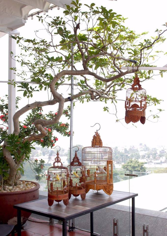 Không chỉ có vậy, những chú chim của anh Chương còn được chăm sóc đặc biệt. Thức ăn ngoài cám phải bổ sung cả hoa quả, sâu, dế, châu chấu non, trứng kiến...Ảnh: Nguoiduatin.