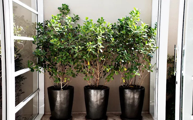 Trên sân thượng hoặc hành lang, bạn có thể đặt vài chậu cây cao cạnh nhau giúp ngôi nhà trở nên sống động.