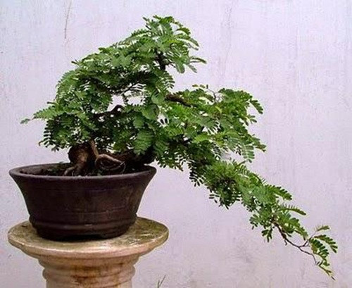 Chậu me bonsai dáng huyền đẹp mắt. Ảnh: PriceArea.