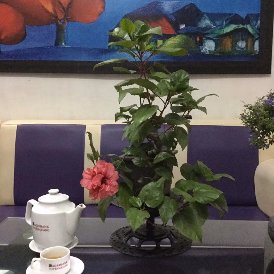 Chậu hoa dâm bụt nhỏ có thể đặt trên bàn trà tại phòng khách. Ảnh: FB Nguyễn Tiến Dũng.