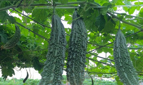 Cây mướp đắng được trồng quanh năm theo hình thức gối vụ. Chính vụ xuống giống từ tháng 9 còn trái vụ xuống từ tháng 3 âm lịch. Ảnh: Baonghean.