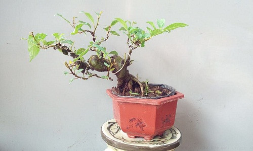 Những chậu bonsai sung mini chưa ra quả như thế này được rao bán với giá từ 250.000 - 500.000 đồng, tùy thuộc vào thế cây. Ảnh: FB ‎Cơ Bonsai.