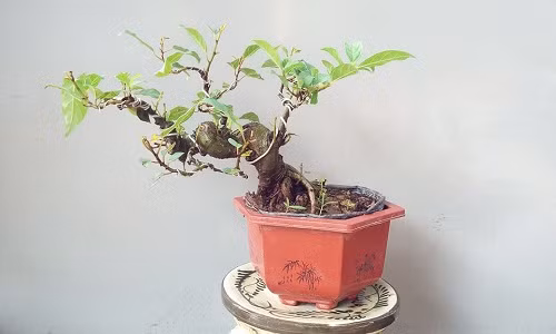 Những chậu bonsai sung mini chưa ra quả như thế này được rao bán với giá từ 250.000 - 500.000 đồng, tùy thuộc vào thế cây. Ảnh: FB ‎Cơ Bonsai.