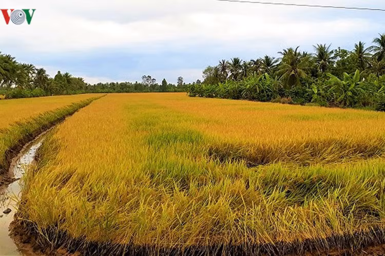 Trong khi đó, các tỉnh Hậu Giang, Vĩnh Long, Đồng Tháp và TP Cần Thơ... nhiều diện tích lúa chưa thu hoạch.