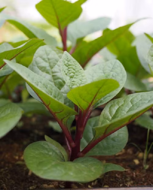 Cây khá dễ trồng và dễ chăm sóc. Ảnh: Shopee.